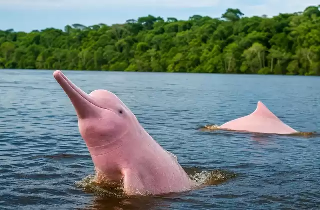 Delfines rosados