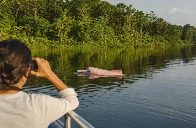 Observación de los delfines rosados
