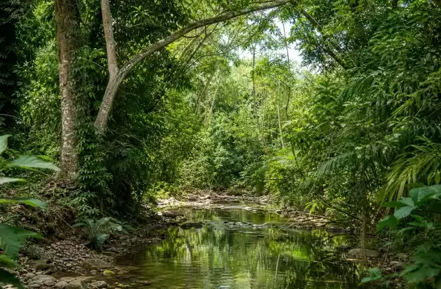 Bosque de Carara