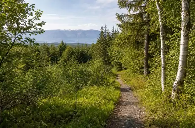 Senderismo en el bosque de Kjarnaskógur