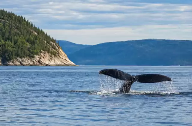 Observar ballenas