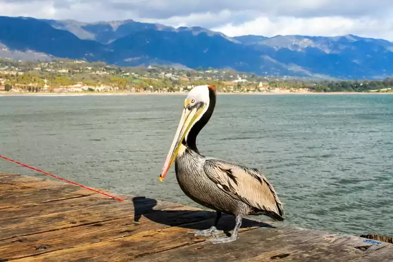 Santa Barbara